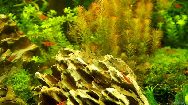 Besatz im Aquarium Becken 12867 von Jo The Fish (6)