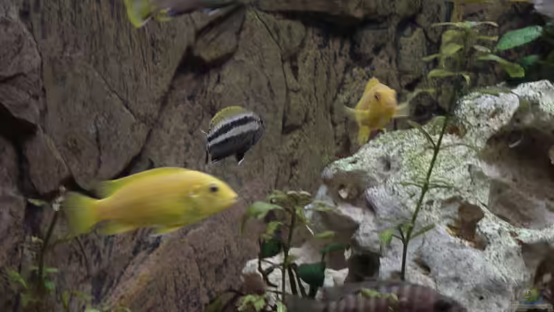 Besatz im Aquarium Becken 1288 von Sven Koch (8)