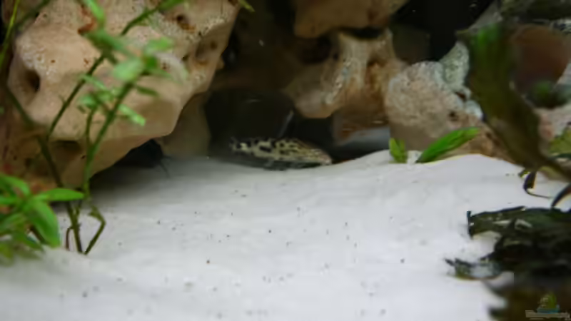 Besatz im Aquarium Becken 1288 von Sven Koch (9)