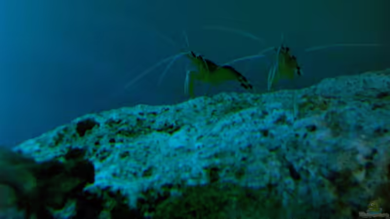 Besatz im Aquarium Becken 12881 von Lessi (35)