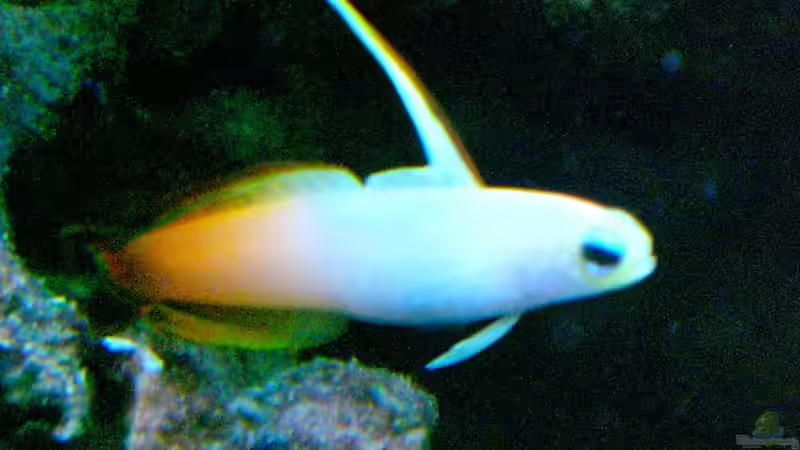 Besatz im Aquarium Becken 12881 von Lessi (36)