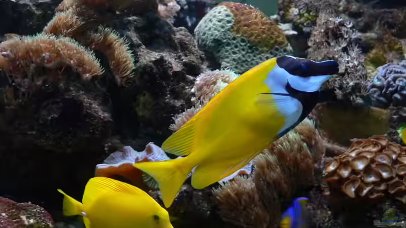 Besatz im Aquarium Becken 12881 von Lessi (37)