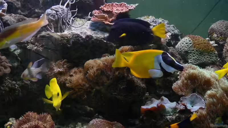 Besatz im Aquarium Becken 12881 von Lessi (39)