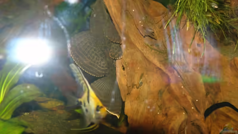 Besatz im Aquarium Becken 12899 von Paul Kerschbaumer (17)