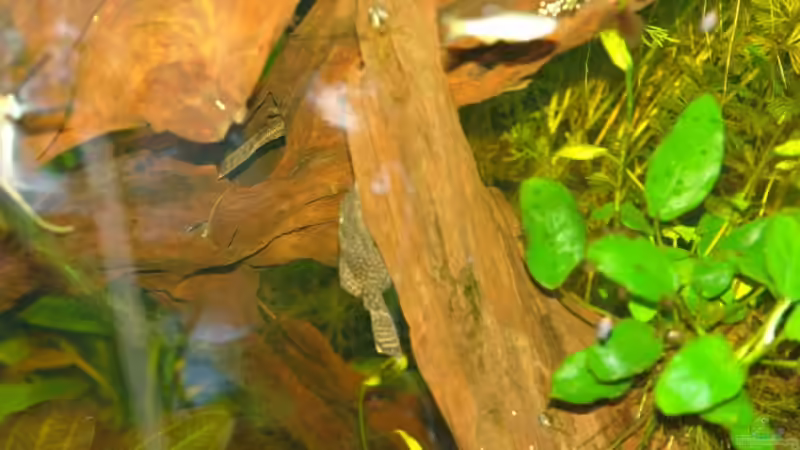 Besatz im Aquarium Becken 12899 von Paul Kerschbaumer (18)