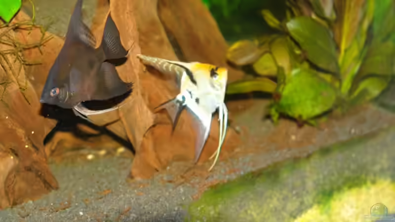 Besatz im Aquarium Becken 12899 von Paul Kerschbaumer (19)