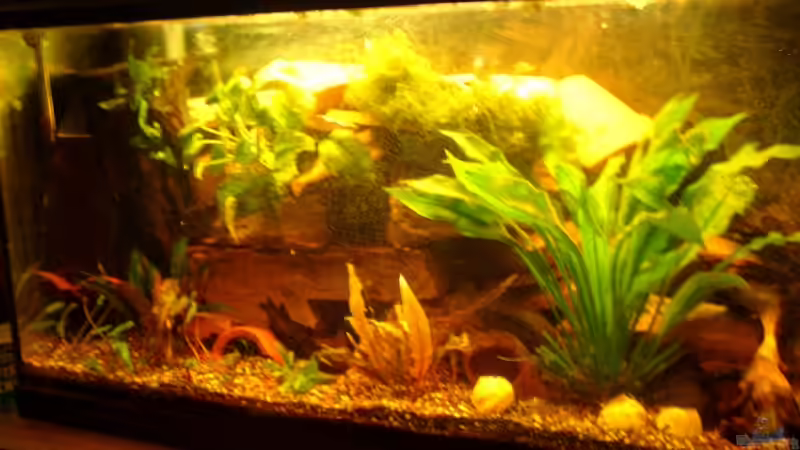 Besatz im Aquarium Becken 12901 von Mirtscho (5)