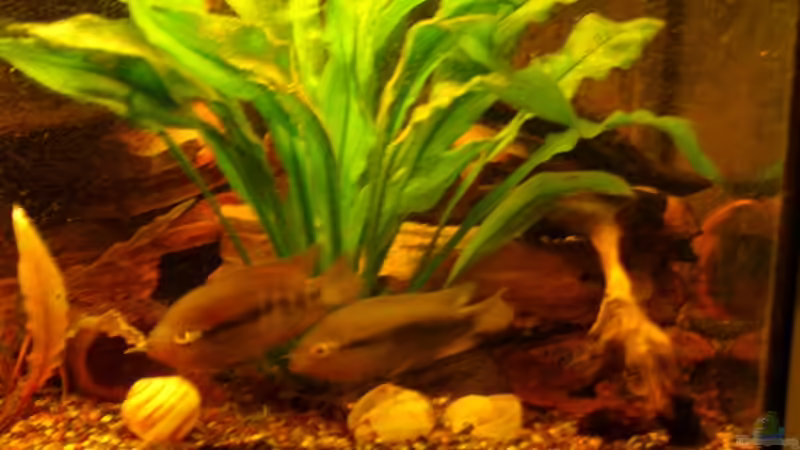 Besatz im Aquarium Becken 12901 von Mirtscho (6)