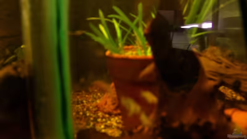 Besatz im Aquarium Becken 12902 von Mirtscho (2)