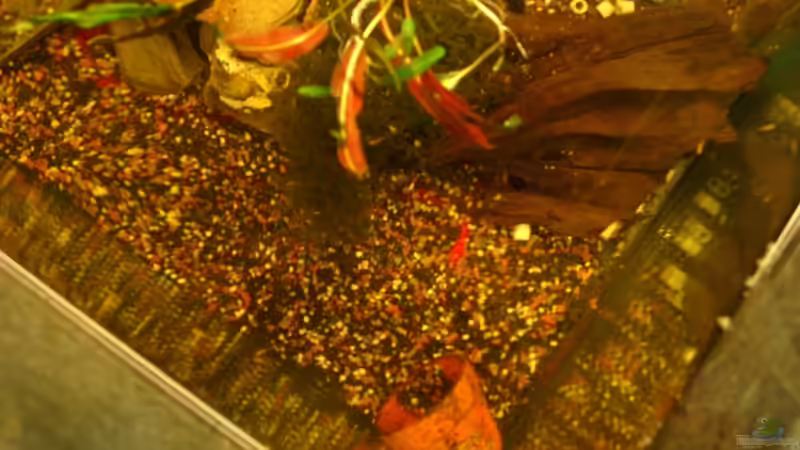 Besatz im Aquarium Becken 12902 von Mirtscho (4)