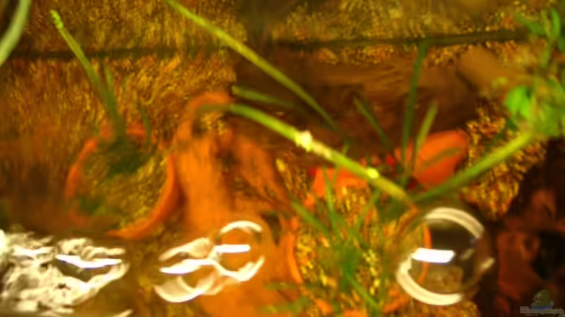 Besatz im Aquarium Becken 12902 von Mirtscho (5)