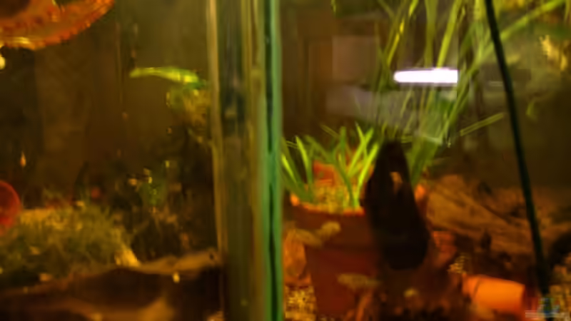 Besatz im Aquarium Becken 12902 von Mirtscho (6)