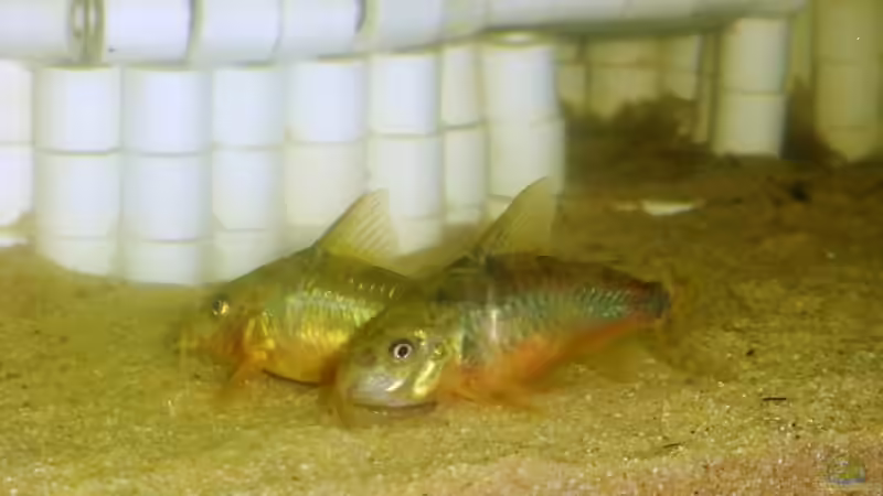 Besatz im Aquarium Becken 12910 von Airpower007 (7)