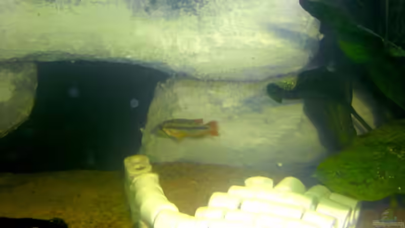 Besatz im Aquarium Becken 12910 von Airpower007 (8)