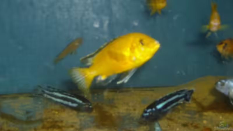 Besatz im Aquarium Becken 12912 von Rochen (3)