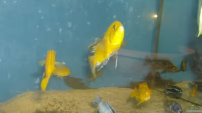 Besatz im Aquarium Becken 12912 von Rochen (4)