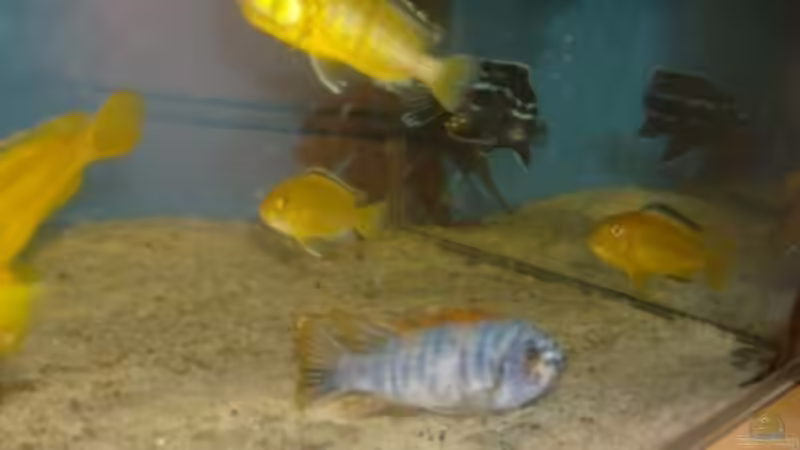 Besatz im Aquarium Becken 12912 von Rochen (5)