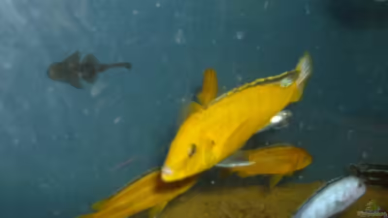 Besatz im Aquarium Becken 12912 von Rochen (6)