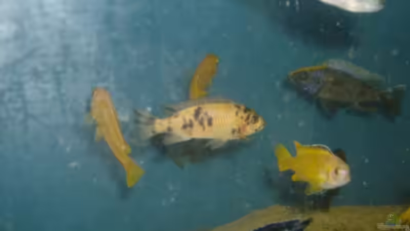 Besatz im Aquarium Becken 12912 von Rochen (7)