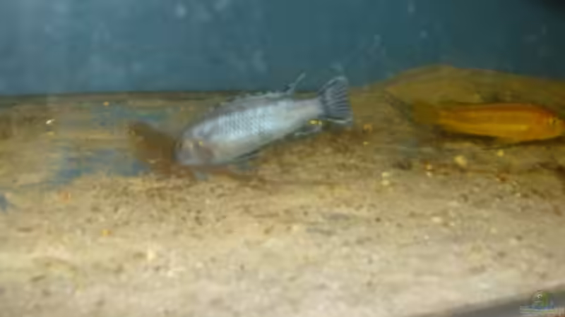 Besatz im Aquarium Becken 12912 von Rochen (8)