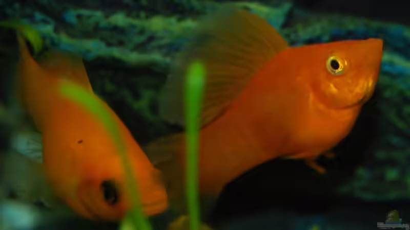 Besatz im Aquarium Becken 12941 von uschn (8)