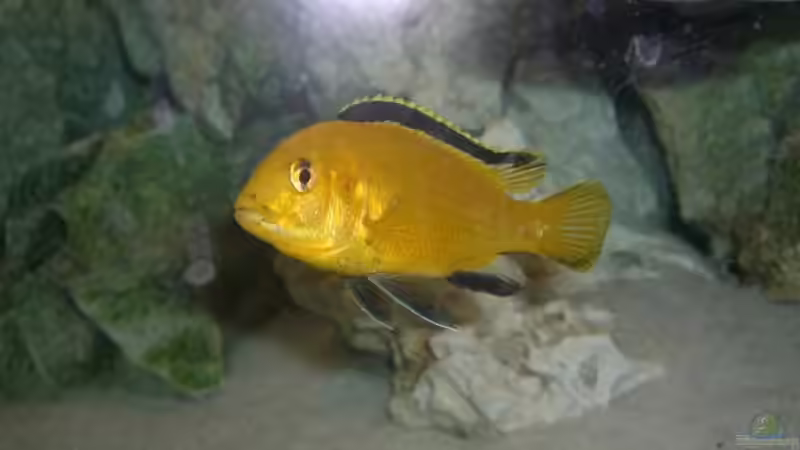 Besatz im Aquarium Becken 12945 von Kresimir Knezevic (6)