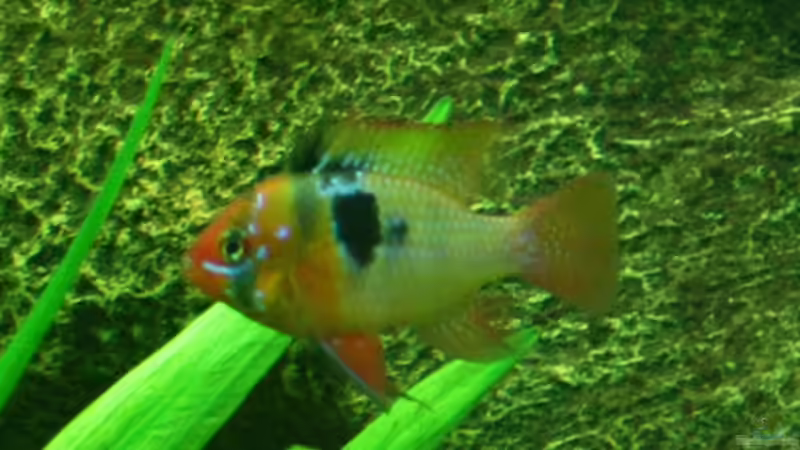 Besatz im Aquarium Becken 12948 von Schlegi (11)