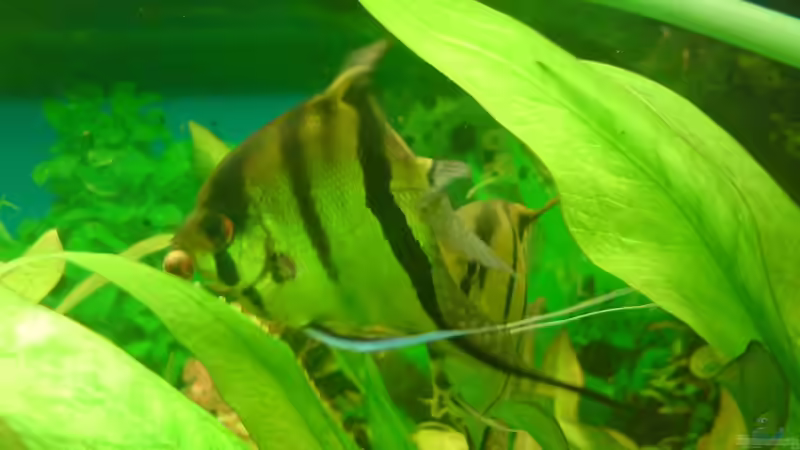 Besatz im Aquarium Becken 12955 von onkelstefan2005 (15)