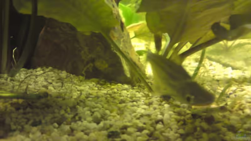 Besatz im Aquarium Becken 12955 von onkelstefan2005 (18)