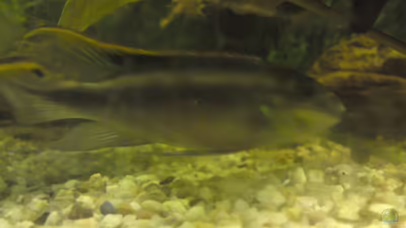 Besatz im Aquarium Becken 12955 von onkelstefan2005 (19)