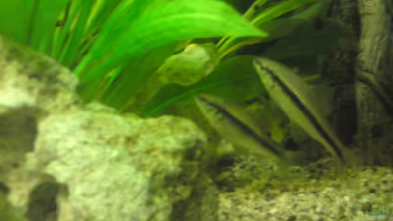 Besatz im Aquarium Becken 12955 von onkelstefan2005 (20)