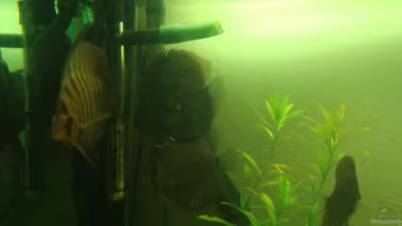 Besatz im Aquarium Becken 12959 von Manuel Pieper (10)