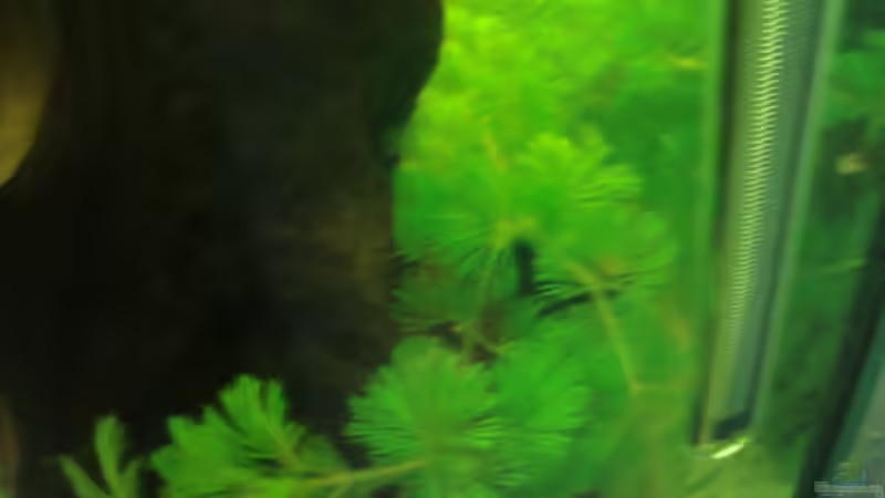 Besatz im Aquarium Becken 12959 von Manuel Pieper (19)