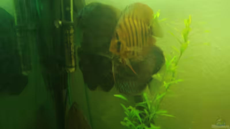 Besatz im Aquarium Becken 12959 von Manuel Pieper (21)