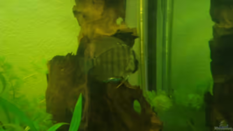 Besatz im Aquarium Becken 12959 von Manuel Pieper (9)