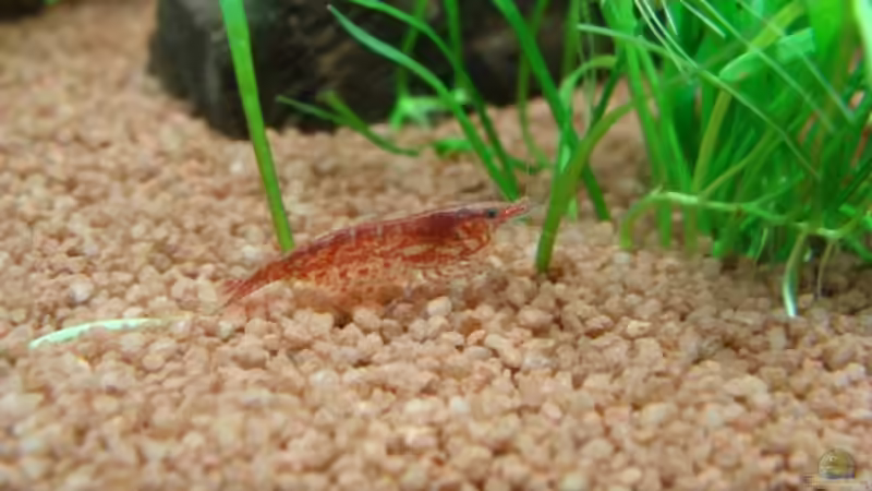 Besatz im Aquarium Becken 12967 von Borito (6)