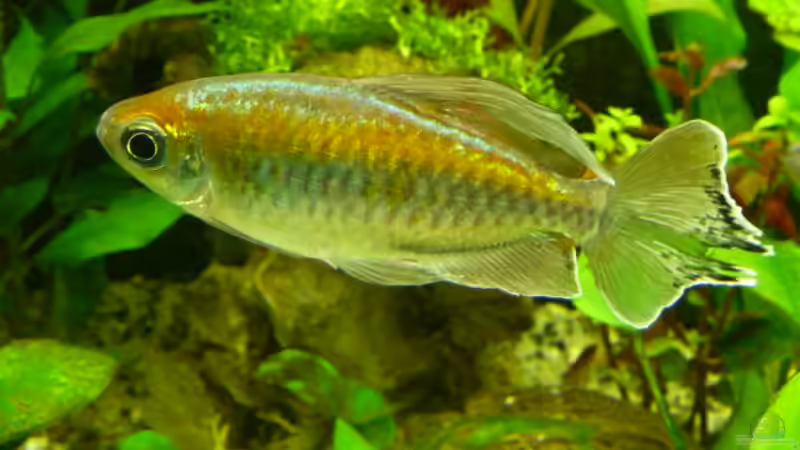 Besatz im Aquarium Becken 12968 von Pogobeer (28)