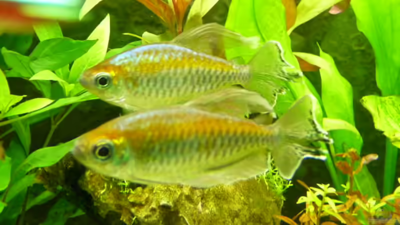 Besatz im Aquarium Becken 12968 von Pogobeer (29)