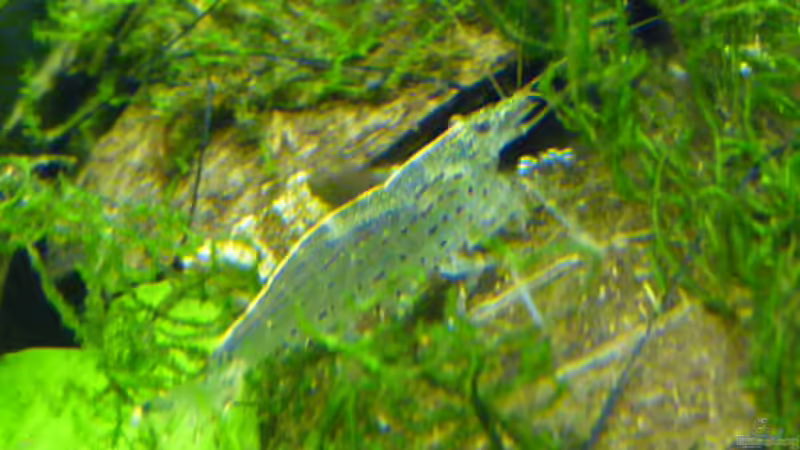 Besatz im Aquarium Becken 12968 von Pogobeer (33)