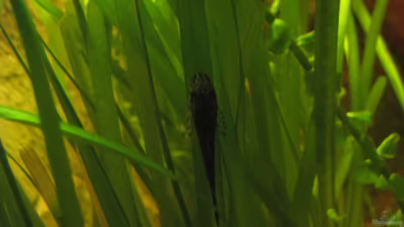 Besatz im Aquarium Becken 12974 von NilsH86 (5)