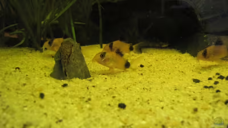 Besatz im Aquarium Becken 12974 von NilsH86 (7)