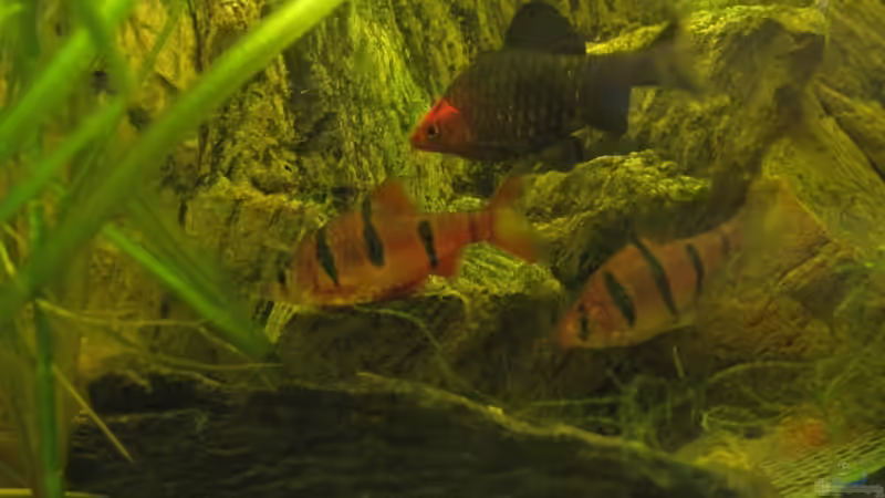 Besatz im Aquarium Becken 12974 von NilsH86 (9)