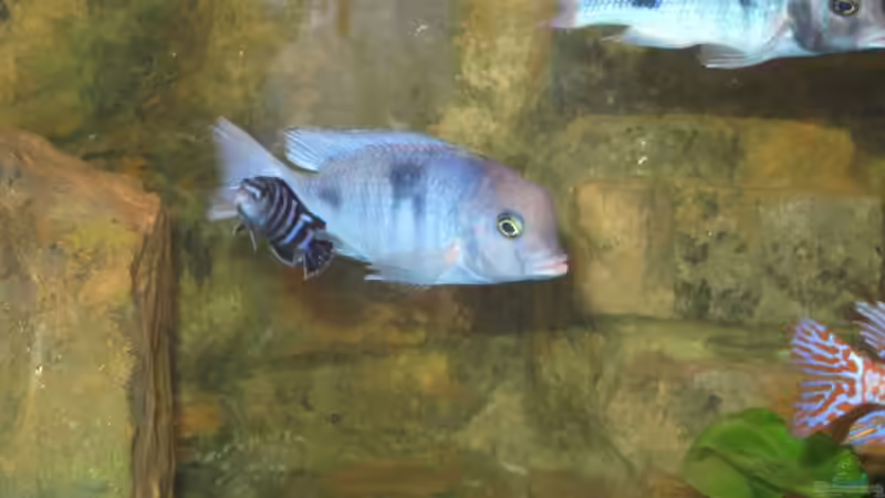 Besatz im Aquarium Becken 12978 von ms0174 (11)