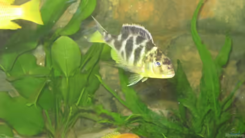 Besatz im Aquarium Becken 12978 von ms0174 (12)