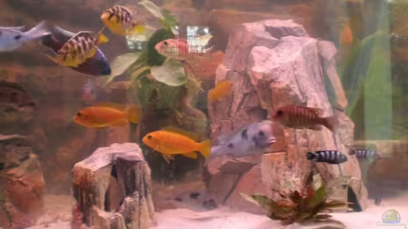 Besatz im Aquarium Becken 12978 von ms0174 (14)