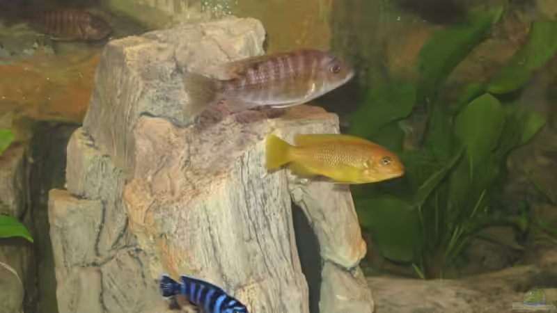 Besatz im Aquarium Becken 12978 von ms0174 (9)