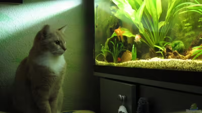 Besatz im Aquarium Becken 12997 von Goldy (6)