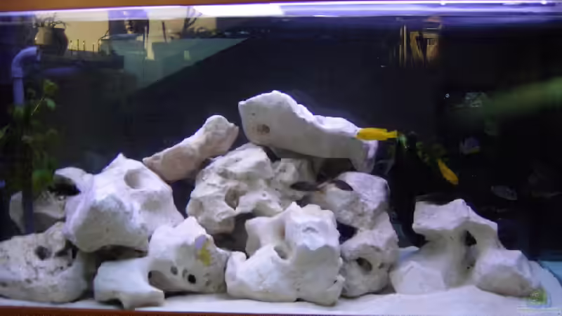 Besatz im Aquarium Becken 1301 von Jörg Bauer (4)