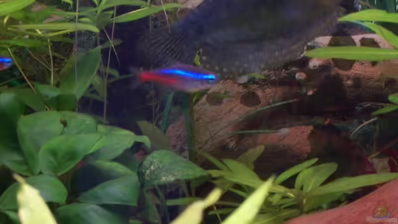 Besatz im Aquarium Becken 1301 von Jörg Bauer (9)