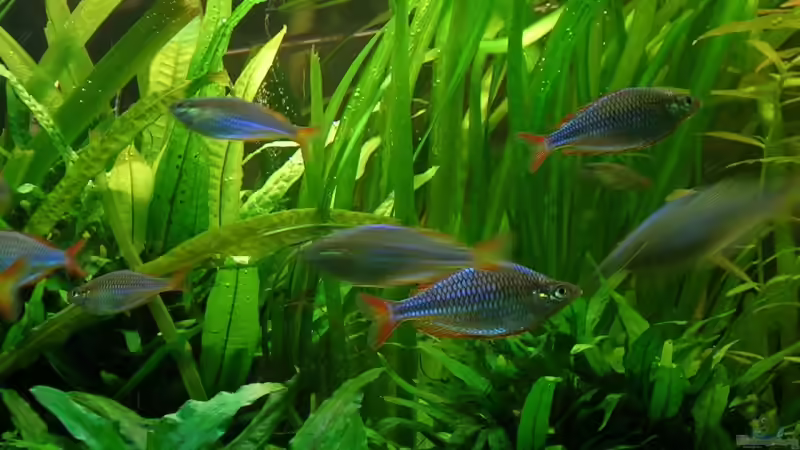 Besatz im Aquarium Becken 13015 von Der Analyst (20)